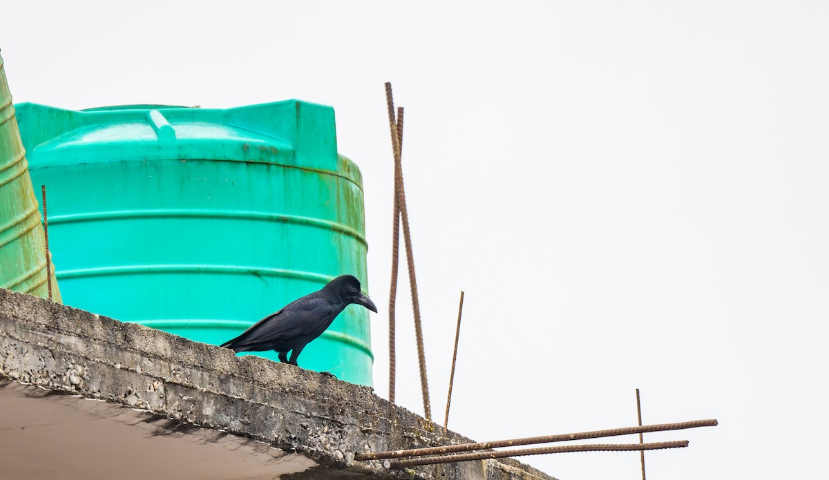 Large-billed Crow (Indian Jungle) - ML645263541