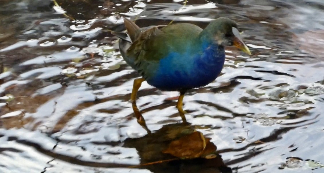 Purple Gallinule - ML645263543