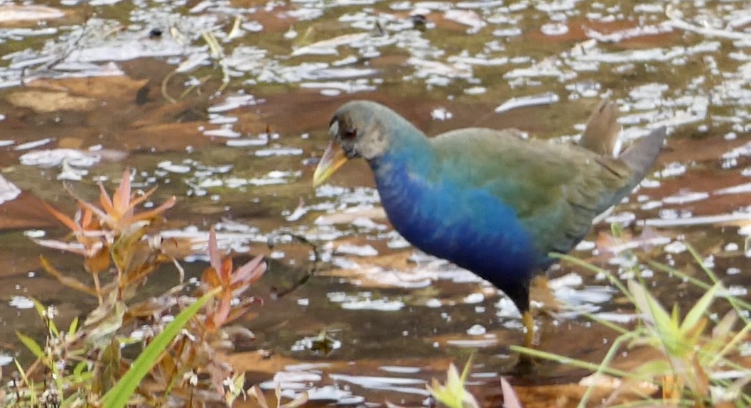 Purple Gallinule - ML645263544