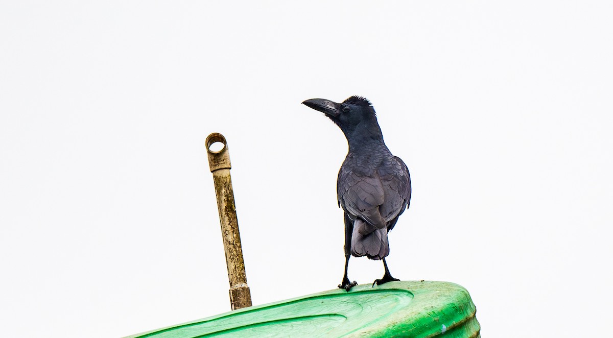 Large-billed Crow (Indian Jungle) - ML645263547