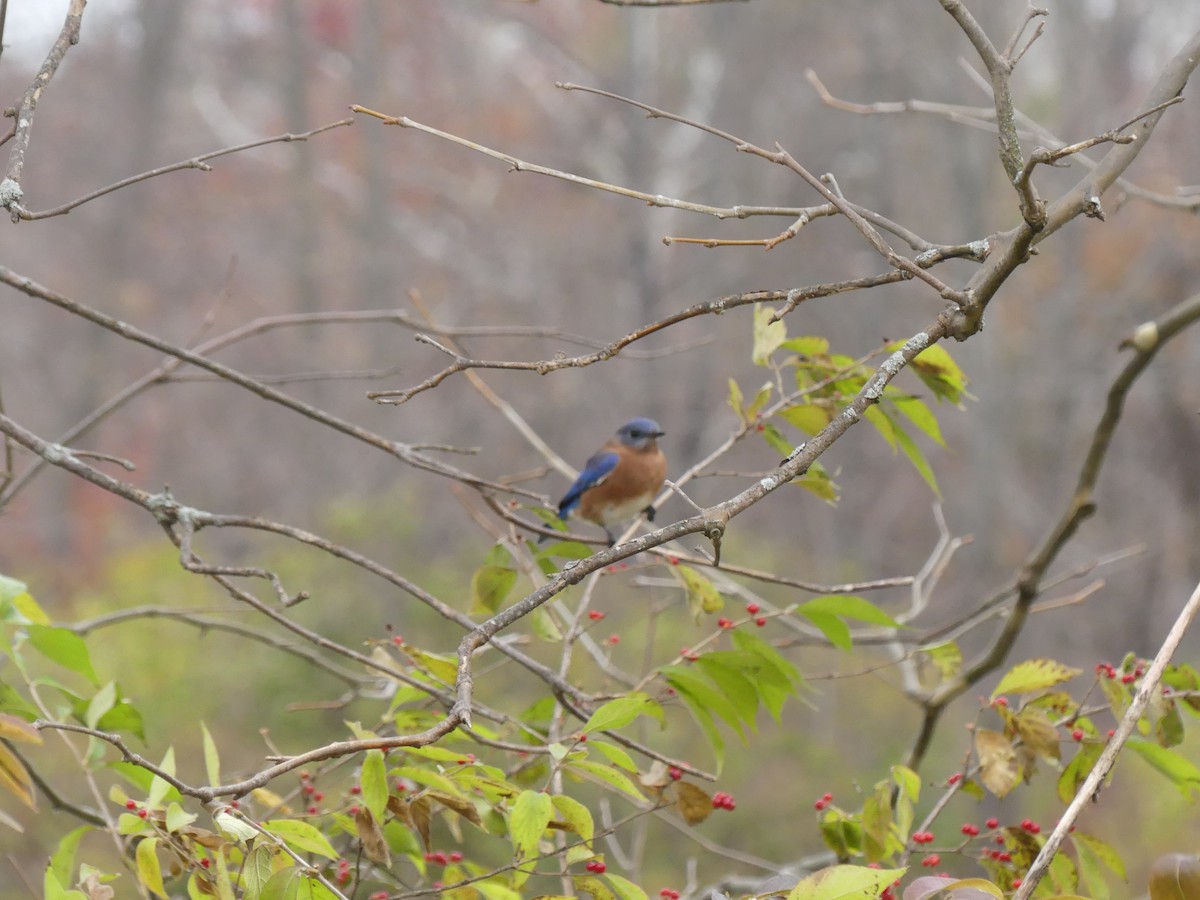 Eastern Bluebird - ML645263548