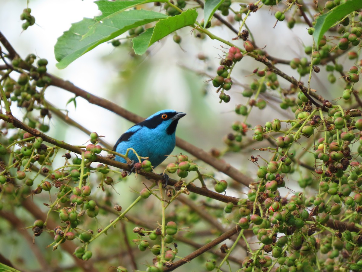 Turquoise Dacnis - ML645263551