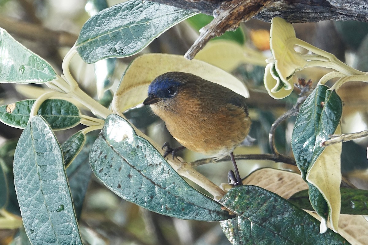 Tit-like Dacnis - ML645263557