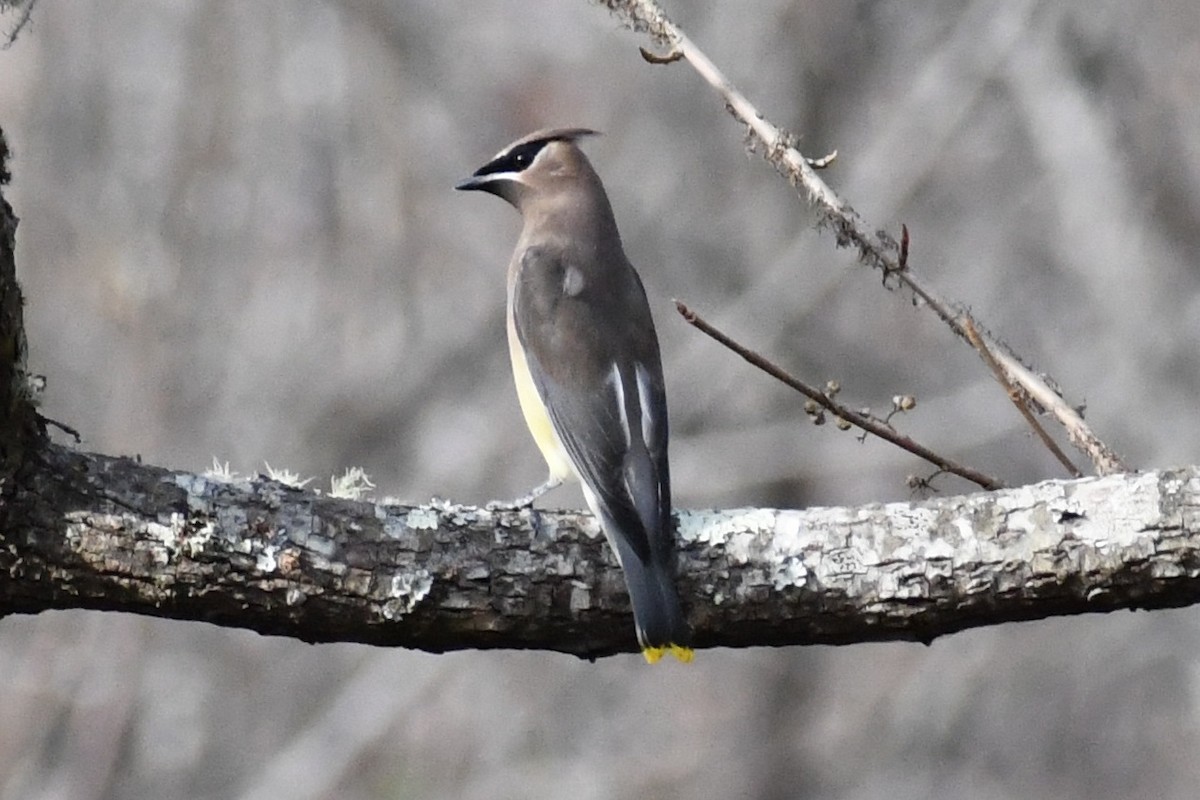 Cedar Waxwing - ML645263558