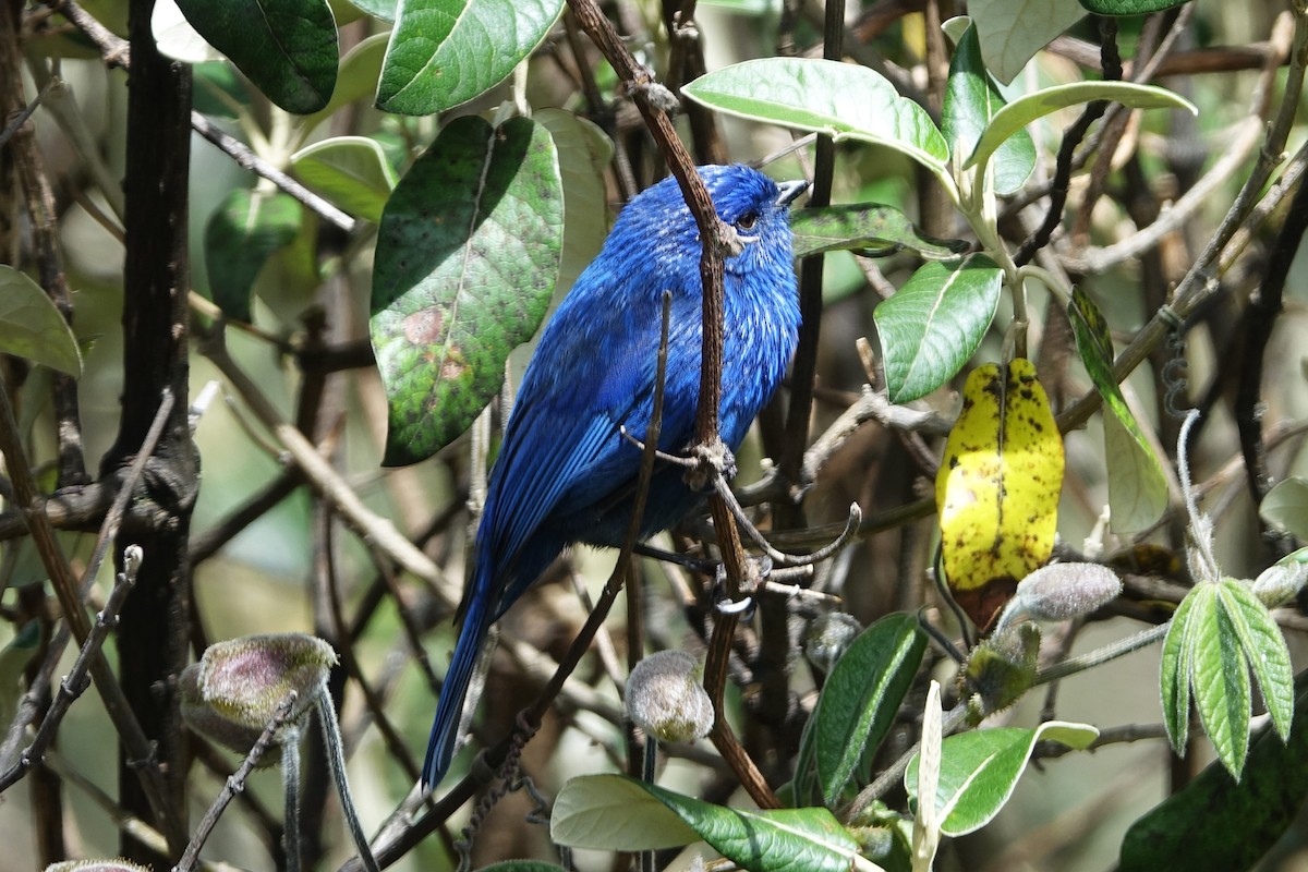 Tit-like Dacnis - ML645263559