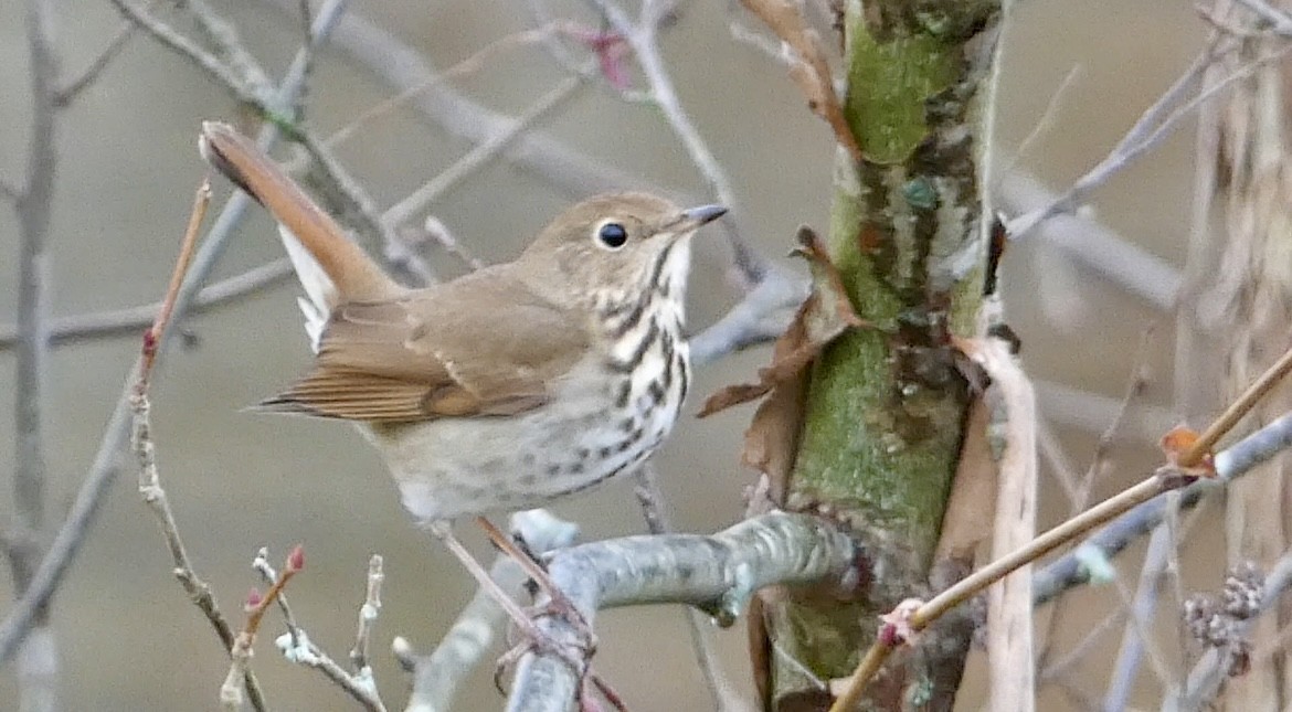Hermit Thrush - ML645263564
