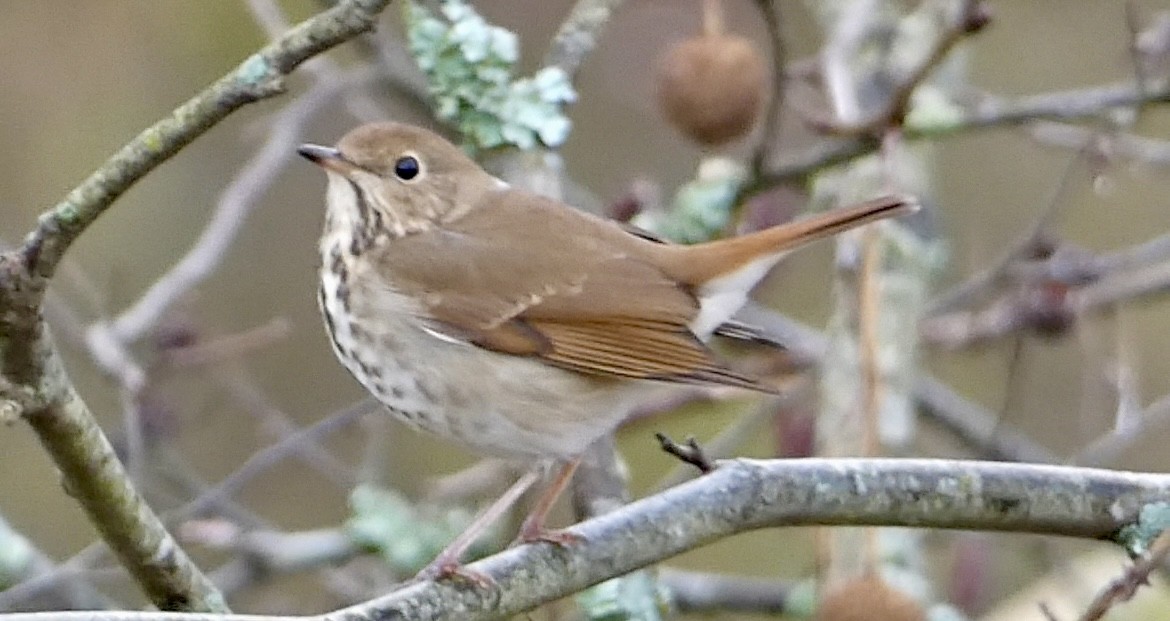 Hermit Thrush - ML645263565
