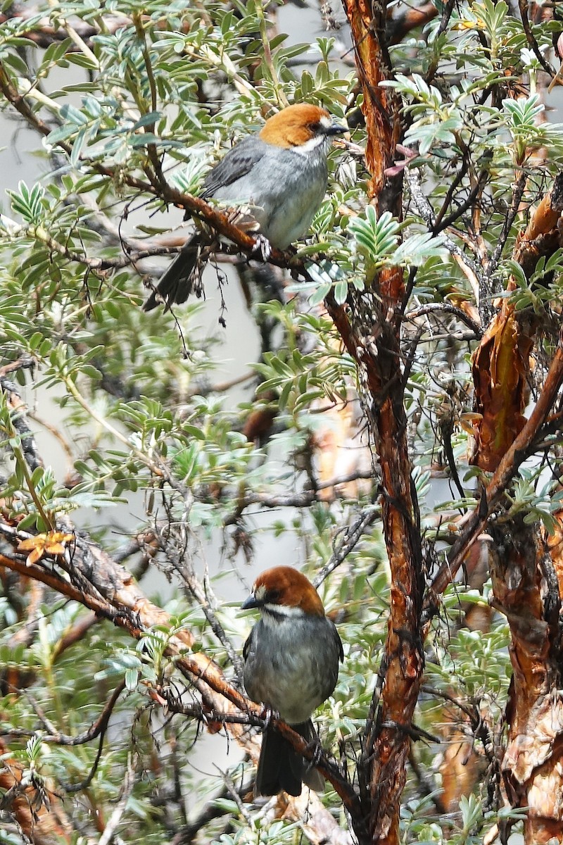 Rufous-eared Brushfinch - ML645263572