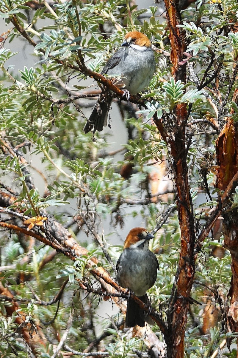 Rufous-eared Brushfinch - ML645263573
