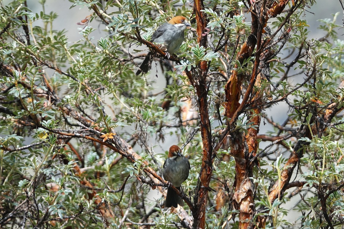 Rufous-eared Brushfinch - ML645263574