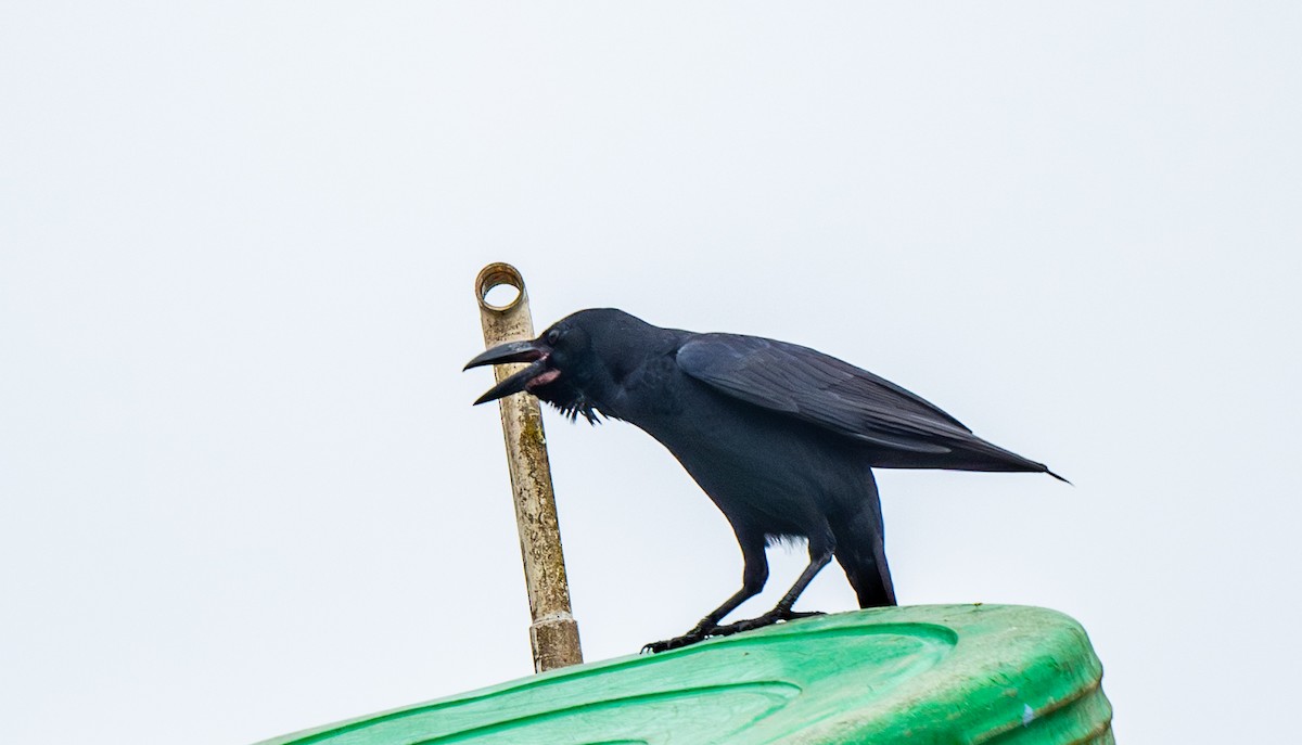 Large-billed Crow (Indian Jungle) - ML645263576