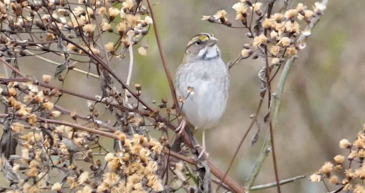 White-throated Sparrow - ML645263581