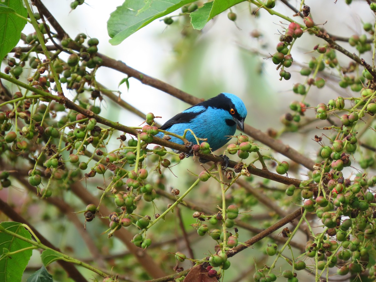 Turquoise Dacnis - ML645263582