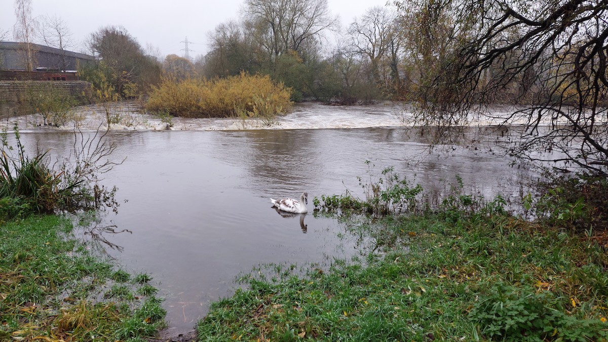 Mute Swan - ML645263585