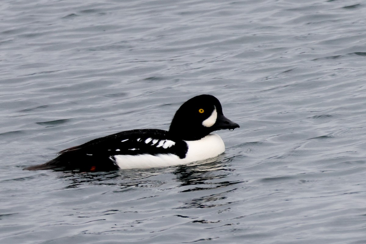 Barrow's Goldeneye - ML645263591