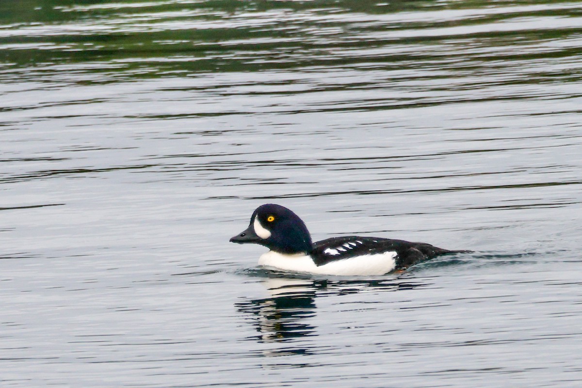Barrow's Goldeneye - ML645263593