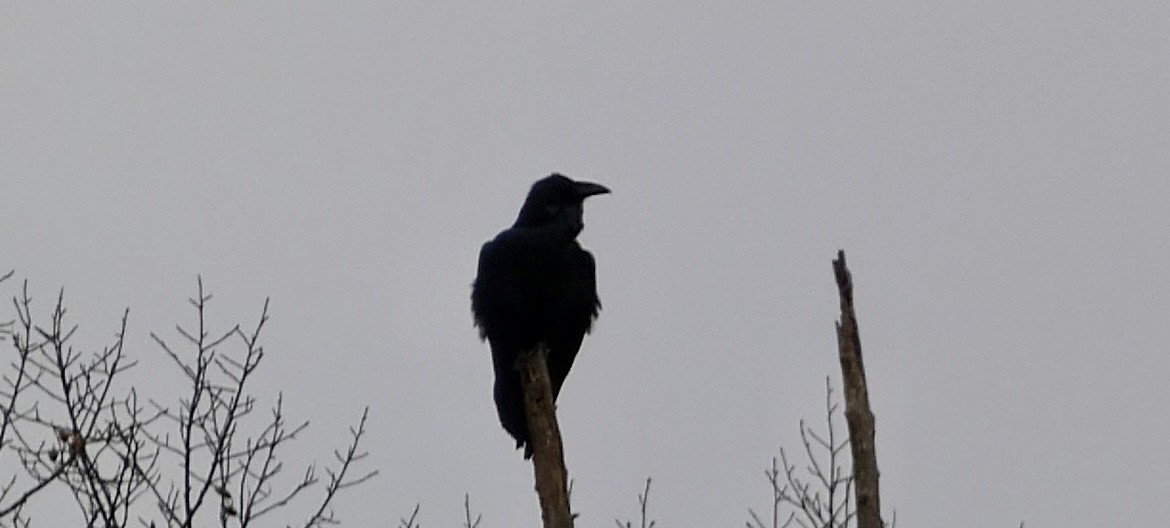 Common Raven - ML645263596