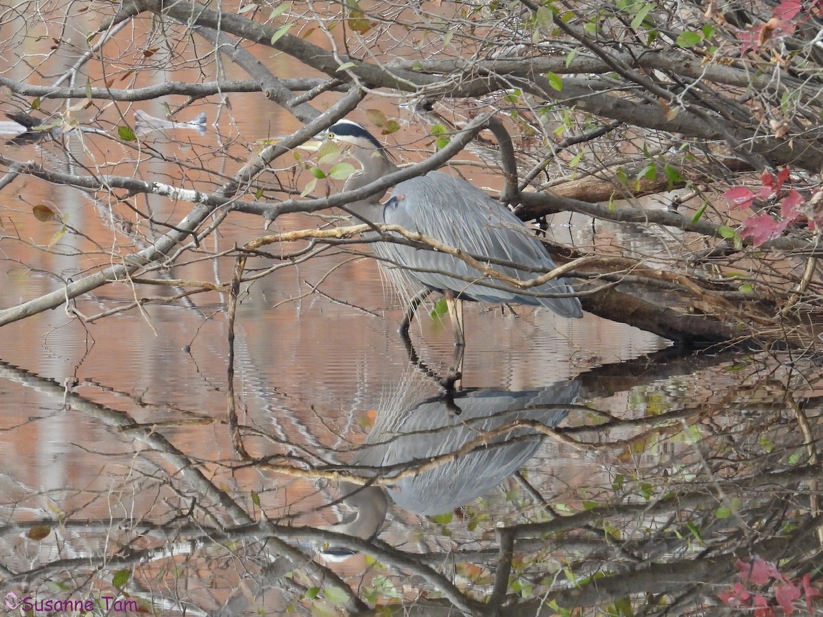 Great Blue Heron - ML645263607