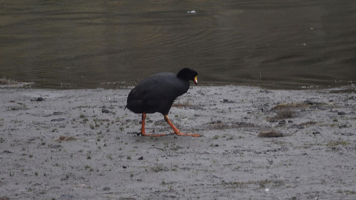 lyska velká - ML645263628