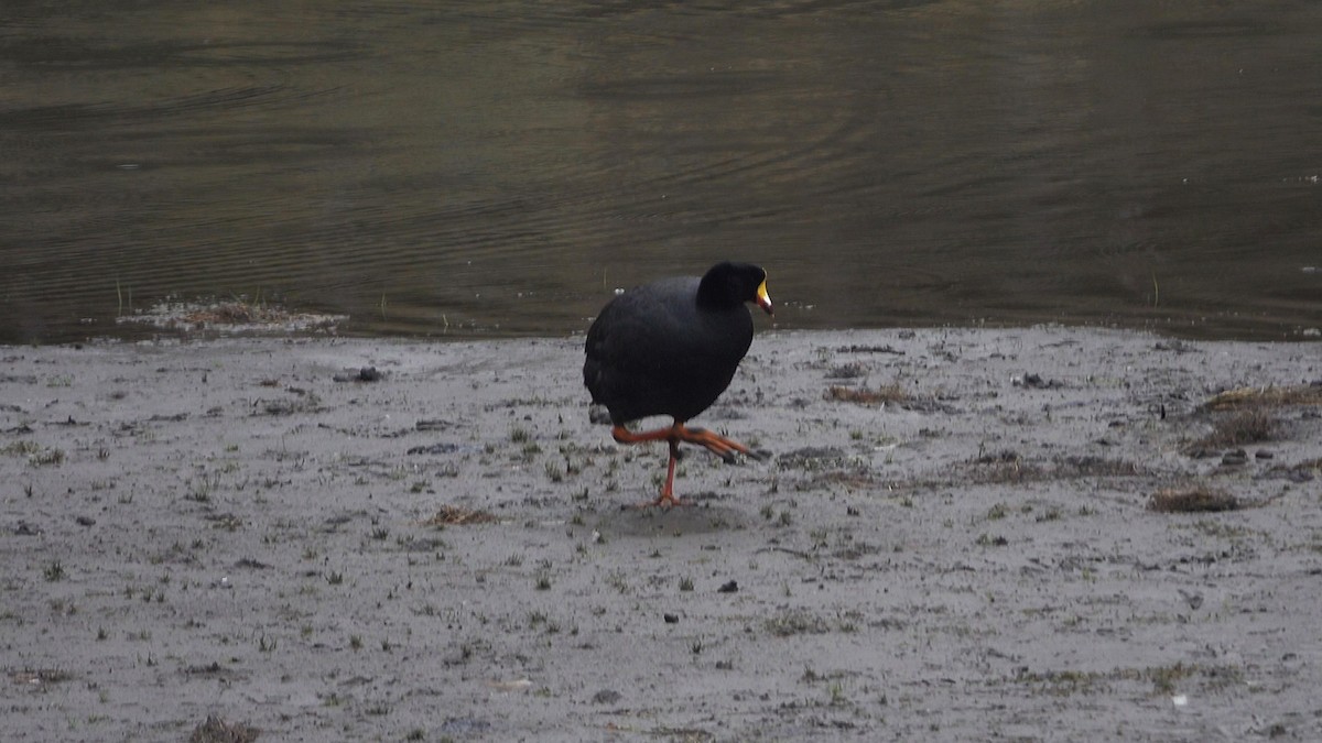 lyska velká - ML645263629