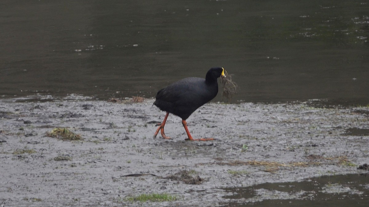 lyska velká - ML645263630