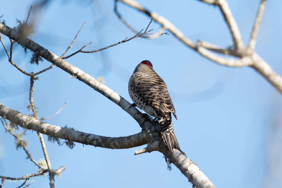 Northern Flicker - ML645263651