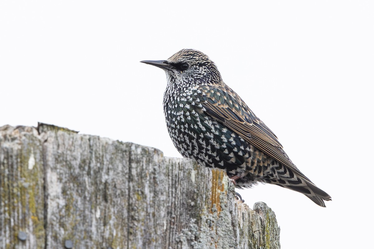 Шпак звичайний - ML645263697