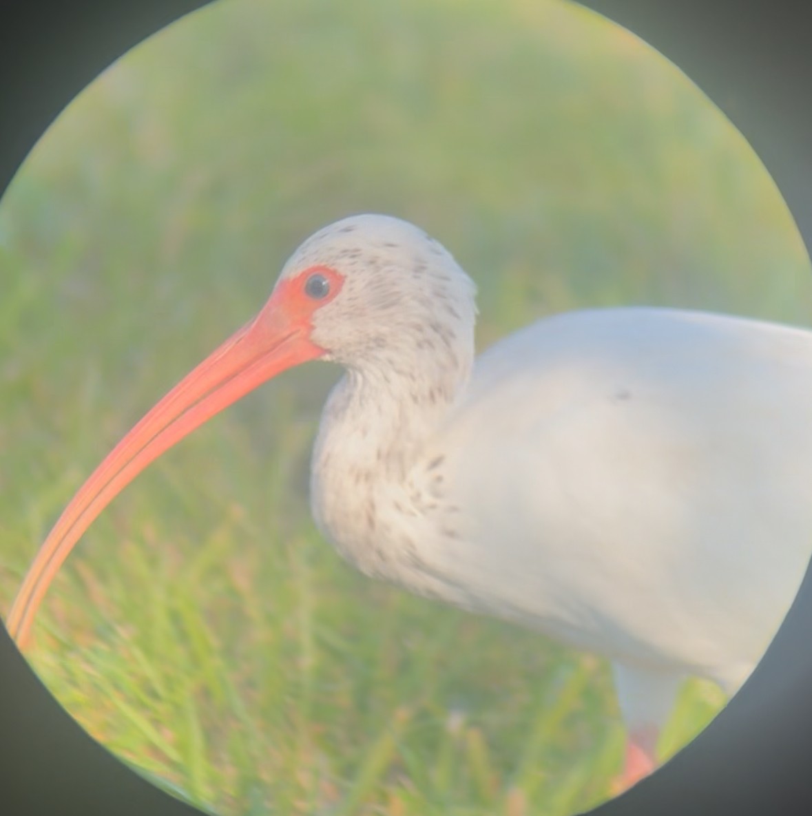 Ak Aynak - ML645263700