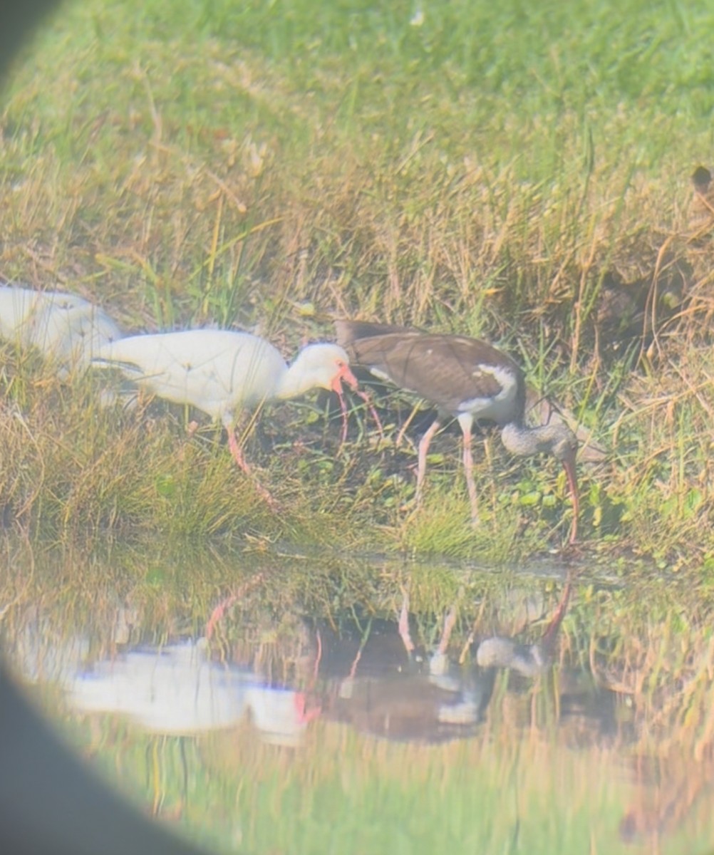 Ak Aynak - ML645263701