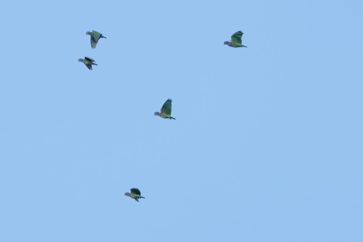 Blue-headed Parrot - ML645263731