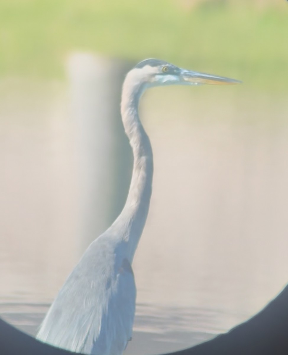 Great Blue Heron - ML645263736