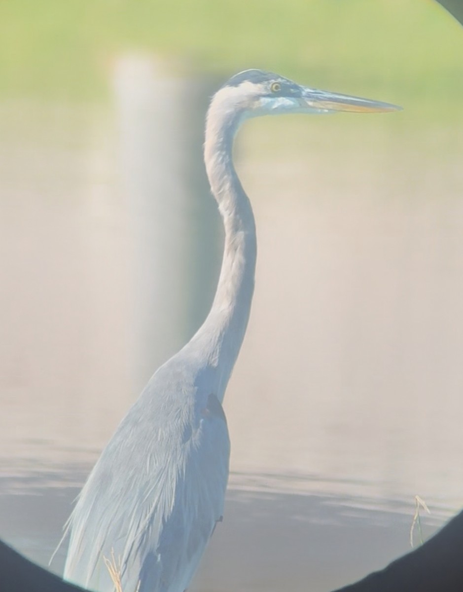 Great Blue Heron - ML645263737