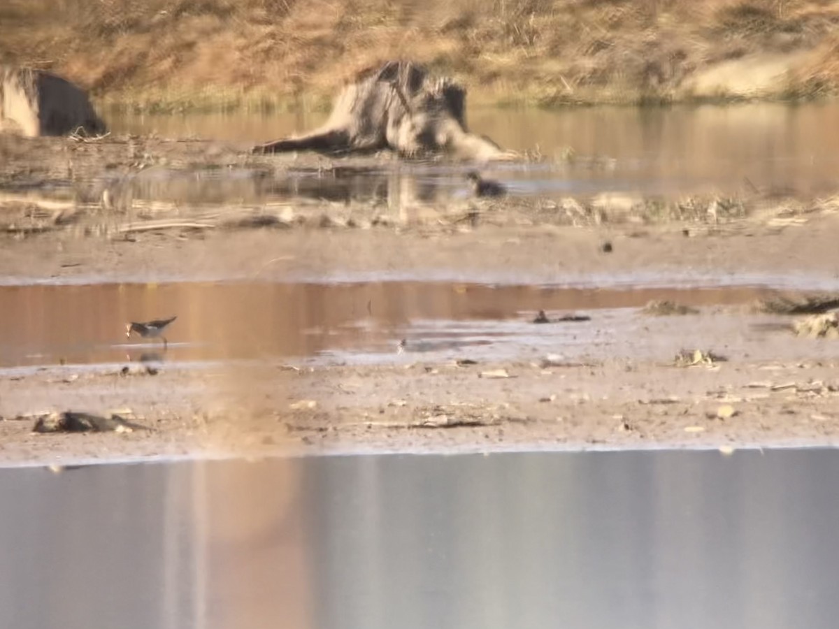 Pectoral Sandpiper - ML645263742