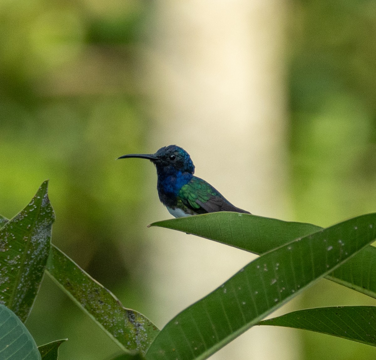 White-necked Jacobin - ML645263743