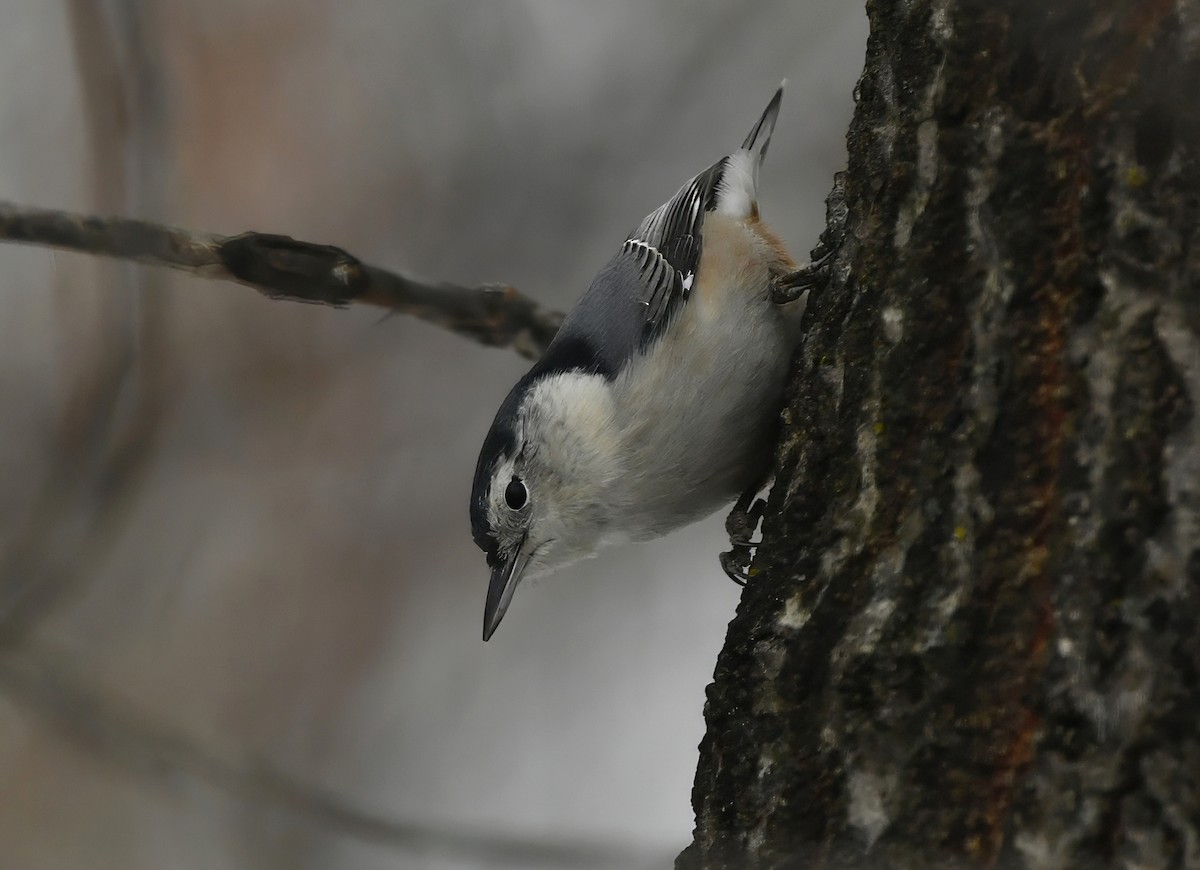 White-breasted Nuthatch - ML645263748