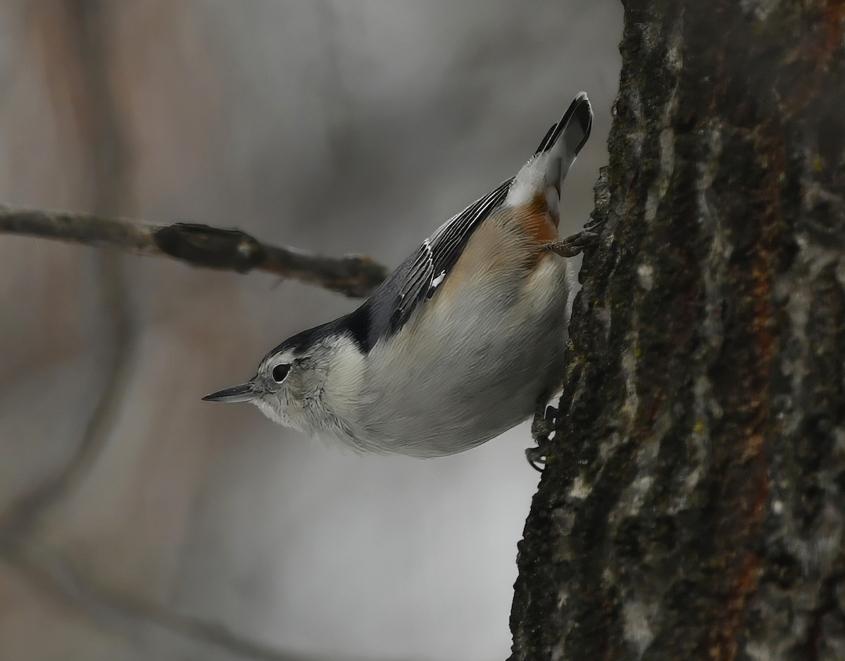White-breasted Nuthatch - ML645263749