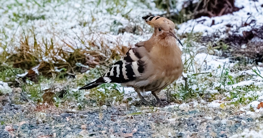 Common Hoopoe - ML645263750
