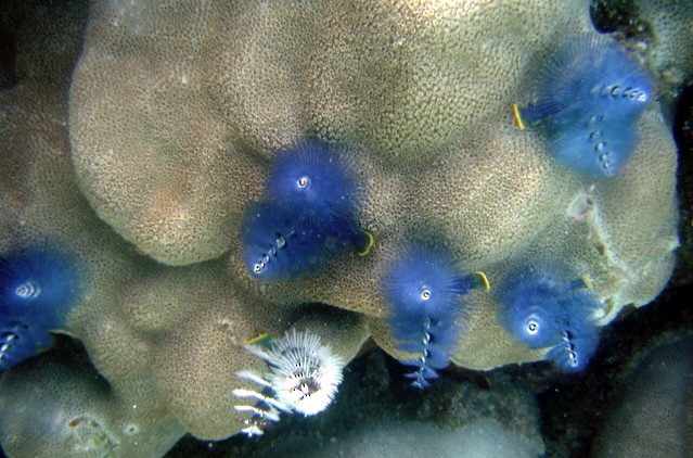 Indo-Pacific Christmas Tree Worm - ML645263768