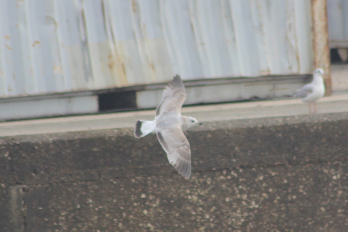 Common Gull - ML645263793
