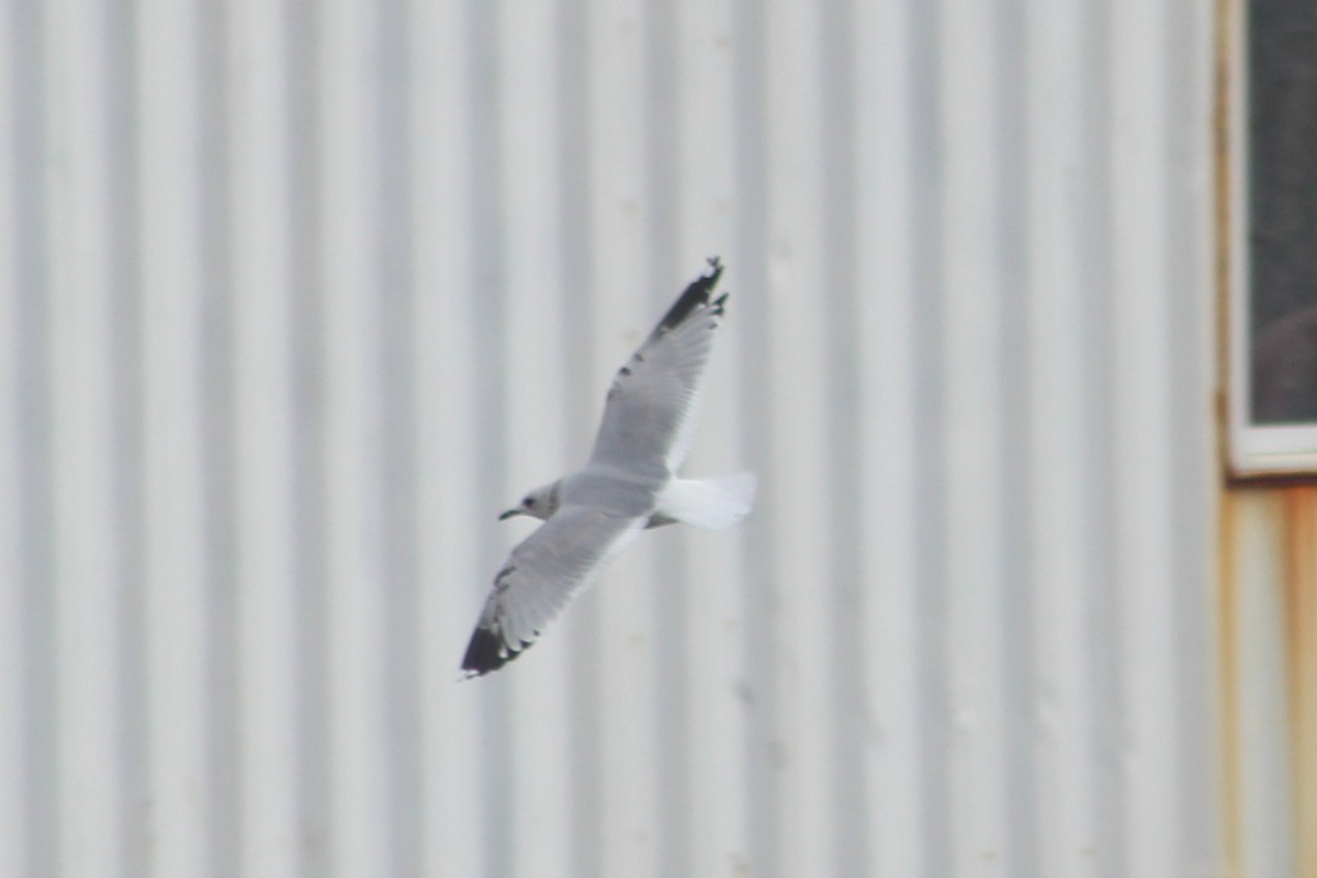 Common Gull - ML645263794