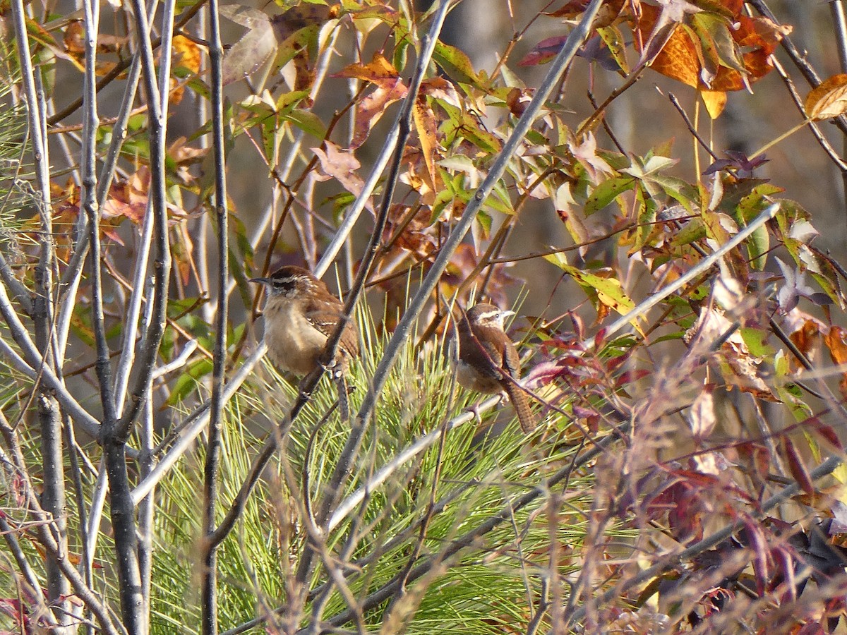 Поплітник каролінський - ML645263795