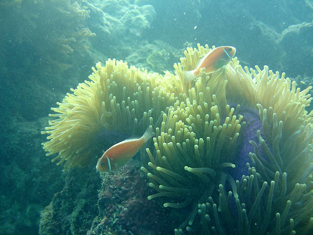 Pink Anemonefish - ML645263797