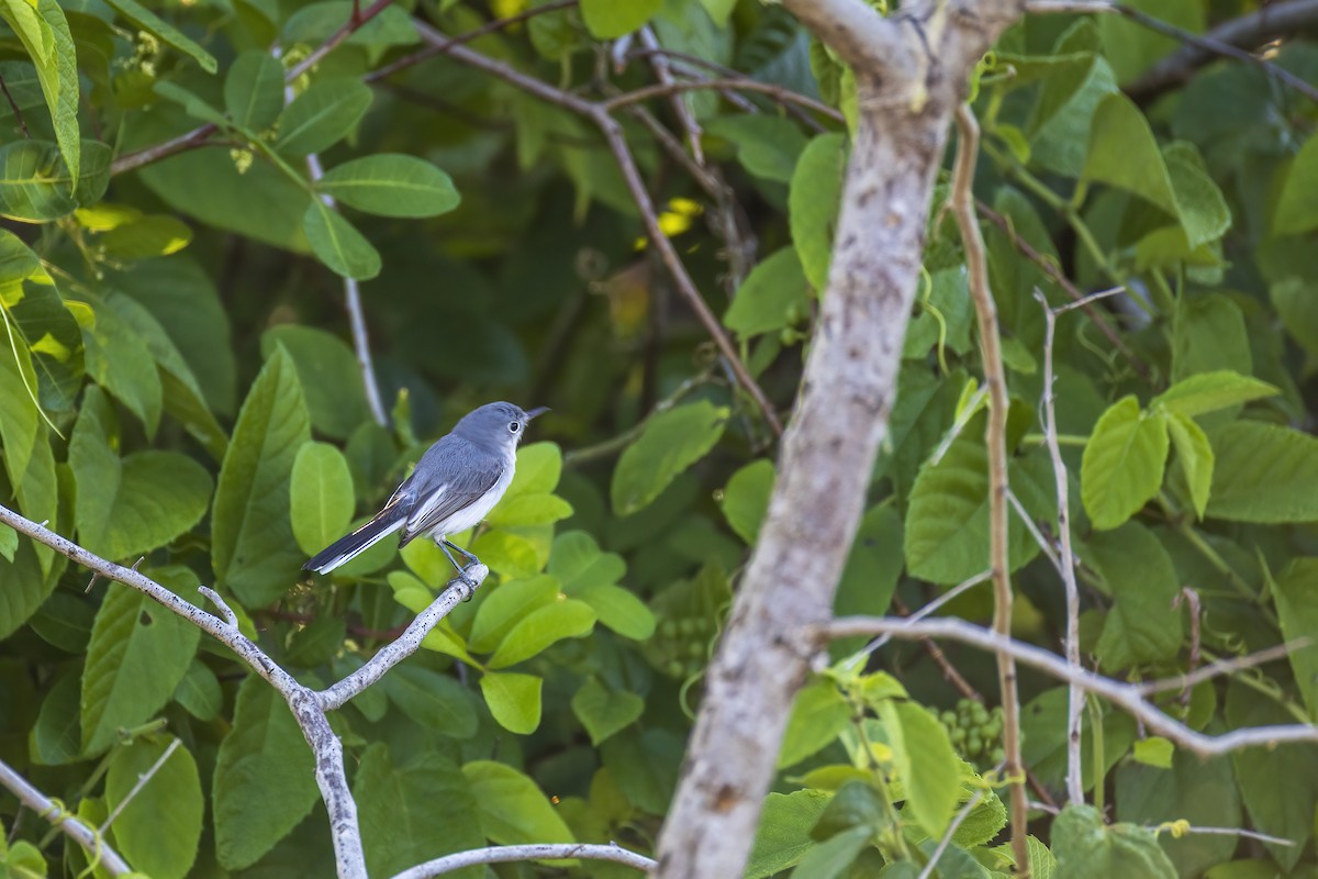 Blue-gray Gnatcatcher - ML645263805
