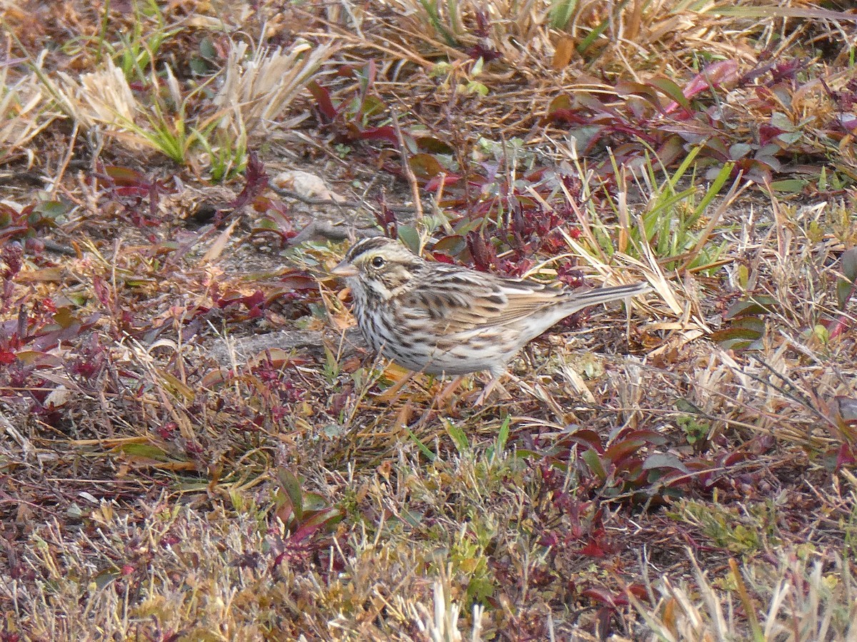 Пасовник савановий - ML645263807