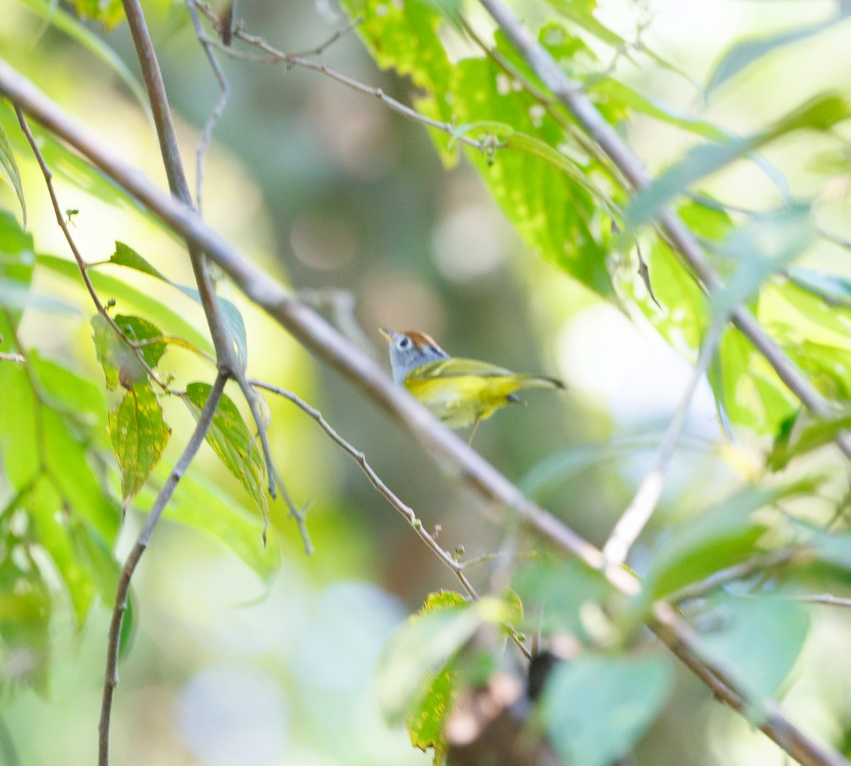 Chestnut-crowned Warbler - ML645263814