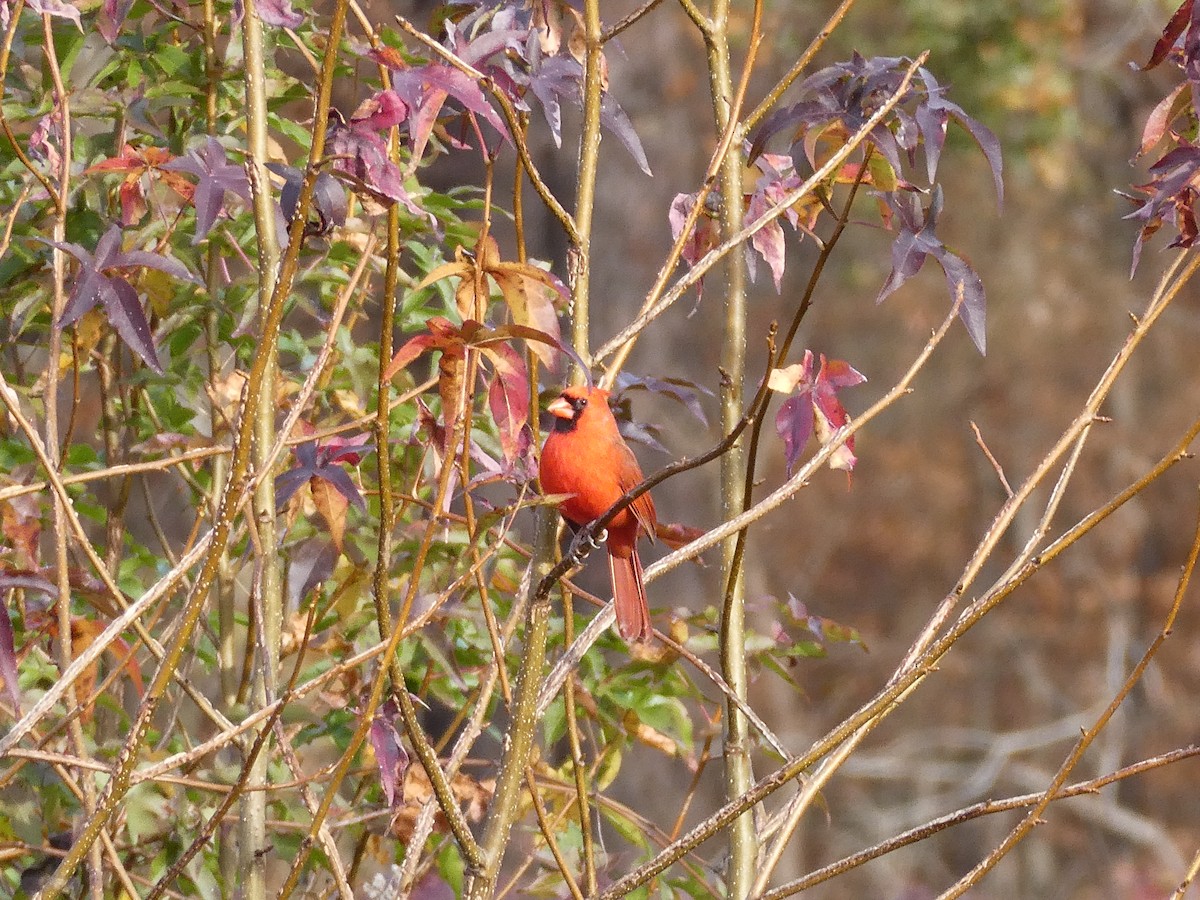 Кардинал червоний - ML645263819
