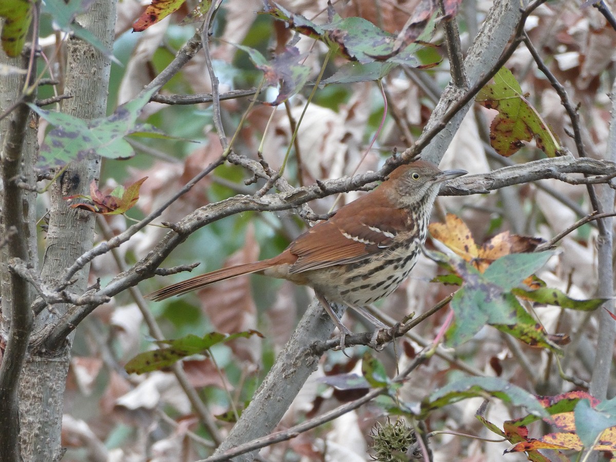 Тремблер прямодзьобий - ML645263820