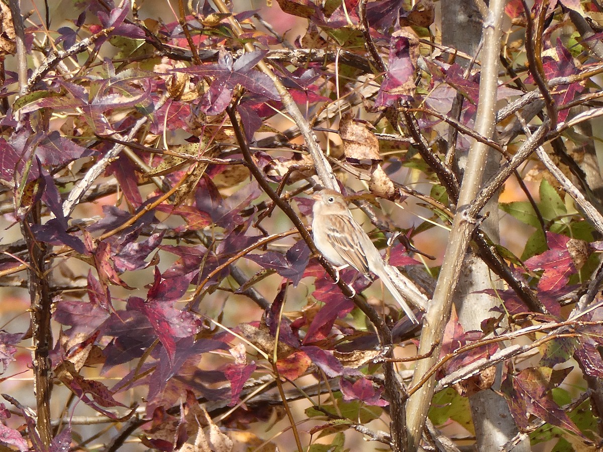 Карнатка польова - ML645263825