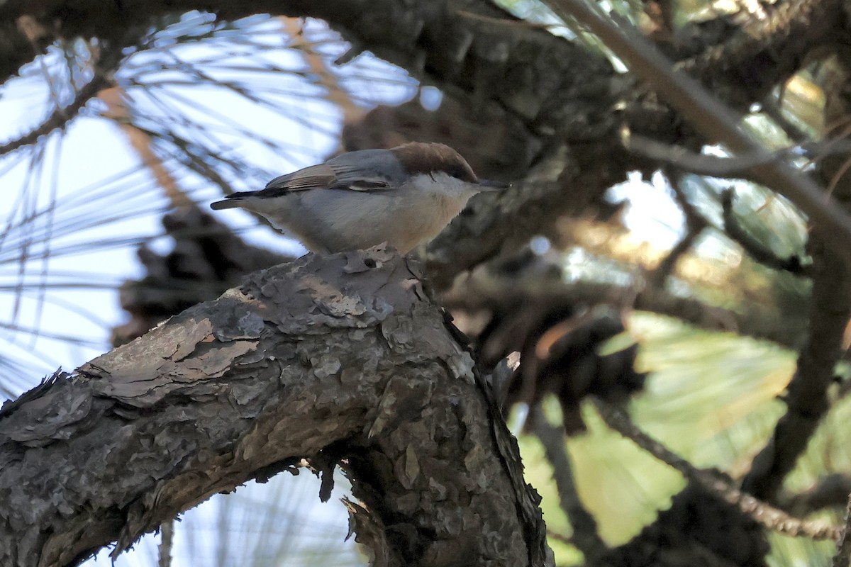 Sittelle à tête brune - ML645263826