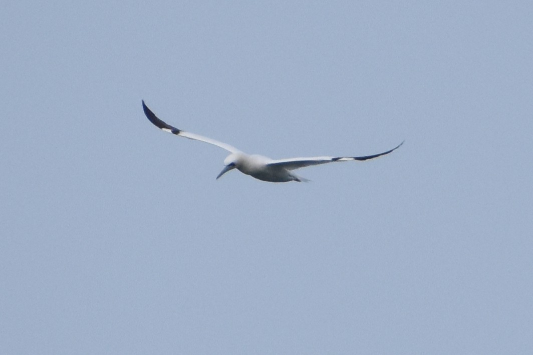 Northern Gannet - ML645263829